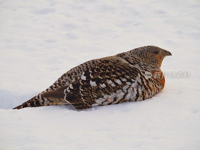 雪地里的雌猴(Tetrao urogallus)